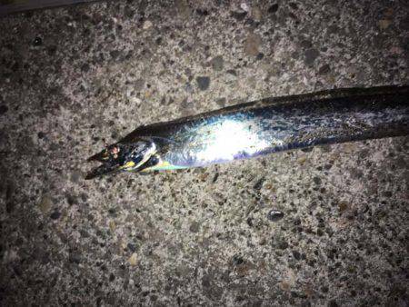 水軒鉄鋼団地で今期初タチウオ…とオマケ