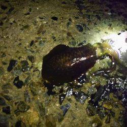 台風前にエギング