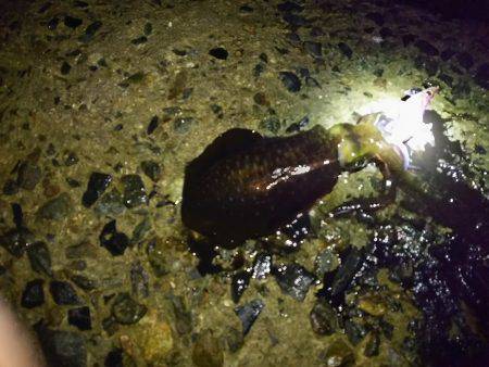 台風前にエギング