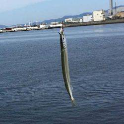 そろそろ盛期入り、武庫川尻のサヨリ！