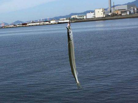 そろそろ盛期入り、武庫川尻のサヨリ！