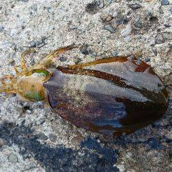 大ウネリに苦戦