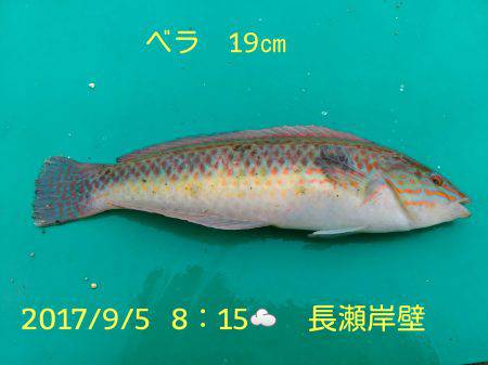 笑転爺の釣日記　9月5日☁　長瀬岸壁