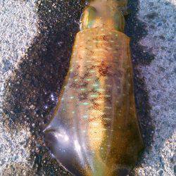 渋ッいなかなんとかツ抜け～！