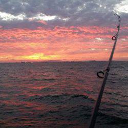 りんくうアコウ