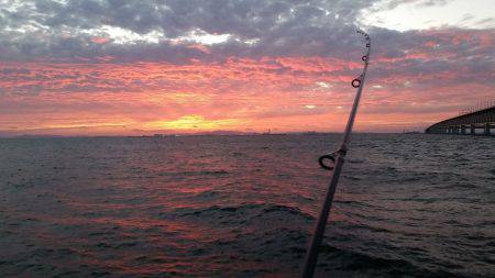 りんくうアコウ