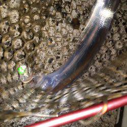 太刀魚ワインド