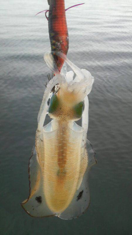 雨　雨　あがれ！