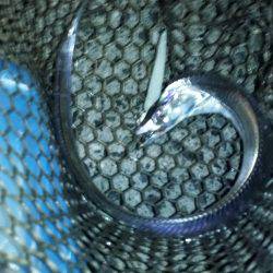 太刀魚シーズン始まり