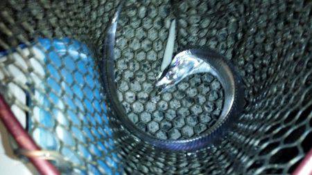 太刀魚シーズン始まり