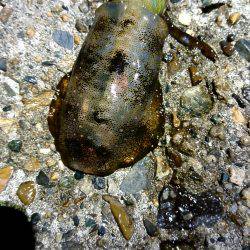 雨上がりの貸し切りの海