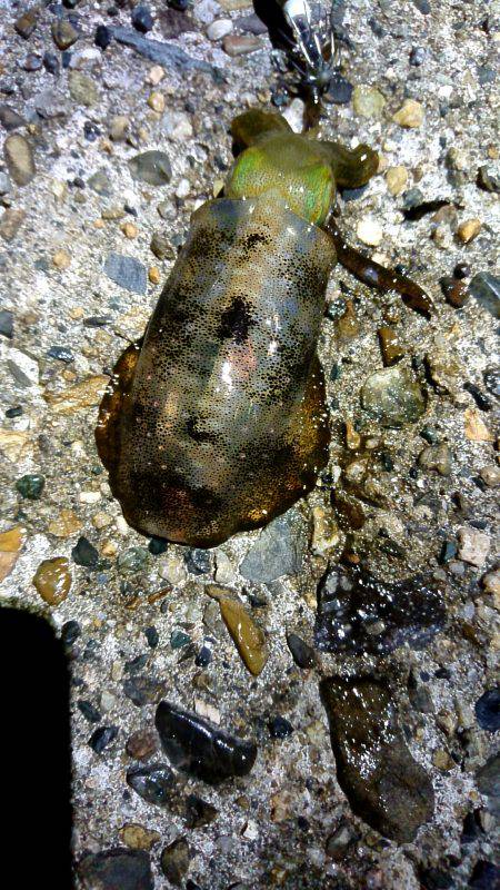 雨上がりの貸し切りの海