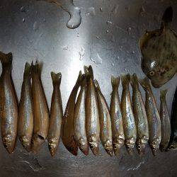 カワハギ狙いが良型キス!