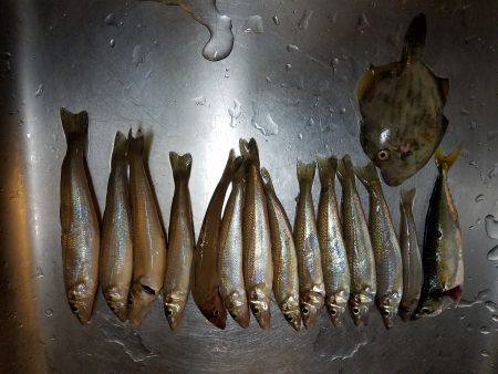 カワハギ狙いが良型キス！