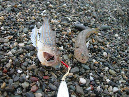 日中サーフのショアジギング試運転
