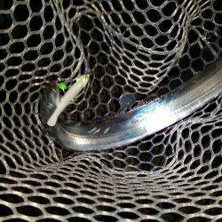 太刀魚も一段落