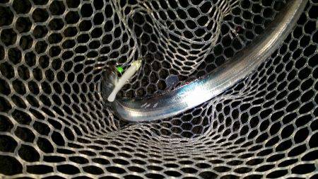 太刀魚も一段落