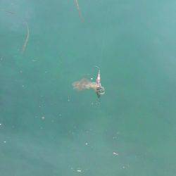 今週のアオリは？