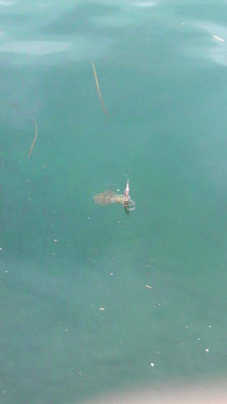 今週のアオリは？