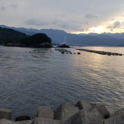 三重県秋イカ調査