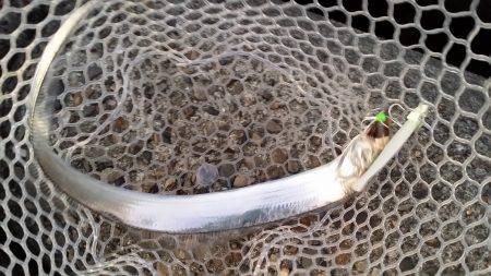 太刀魚爆釣の兆し