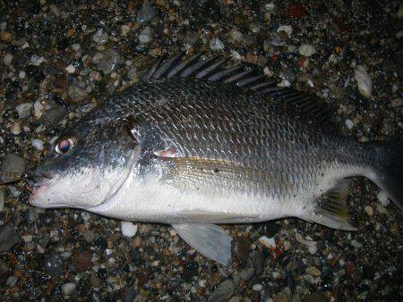 サーフのナイトゲームでデッドスローにキビレ…