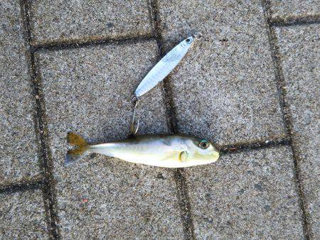 台風明け近場で初タチウオ