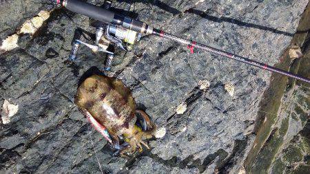 アオリイカ快釣