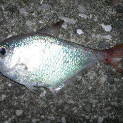 流れの中でアオリイカ、常夜灯周りでミナミハタンポ