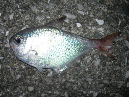 流れの中でアオリイカ、常夜灯周りでミナミハタンポ