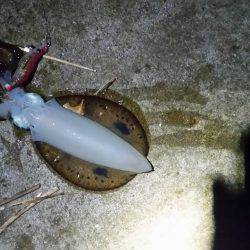 エギング(続報)