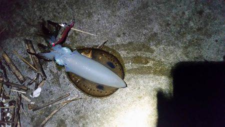 エギング(続報)