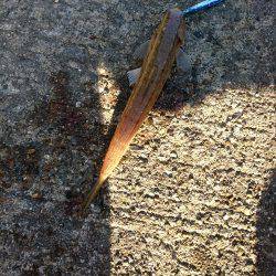 久しぶりのジグ