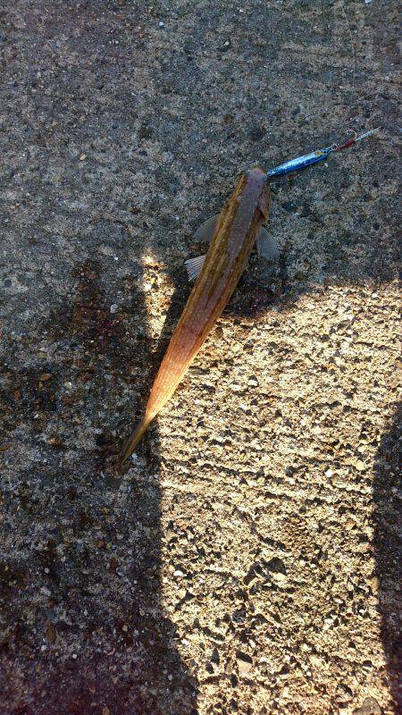 久しぶりのジグ