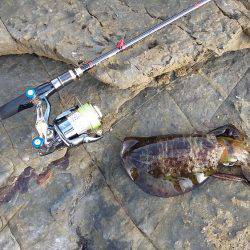 アオリイカいい感じ