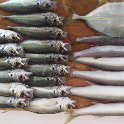 アジングとスーパーライトジギング