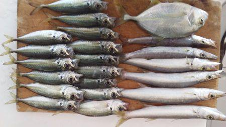 アジングとスーパーライトジギング