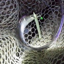 サクッと太刀魚