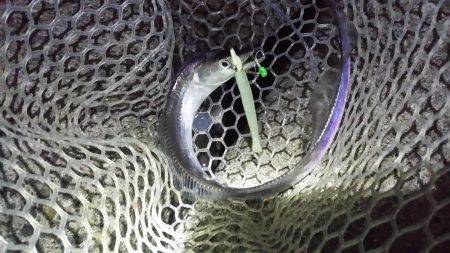 サクッと太刀魚