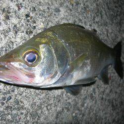 ルアーアクションで誘ったヒラスズキ