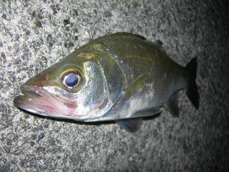 ルアーアクションで誘ったヒラスズキ