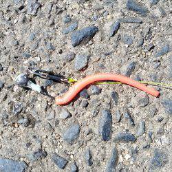 初ブラックバス