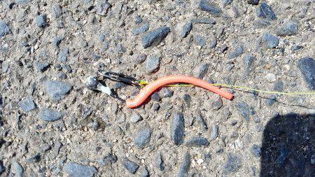 初ブラックバス