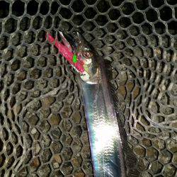 太刀魚は好調です