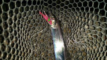 太刀魚は好調です