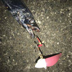 ケイムラピンクファントムは魚種限定解除!?