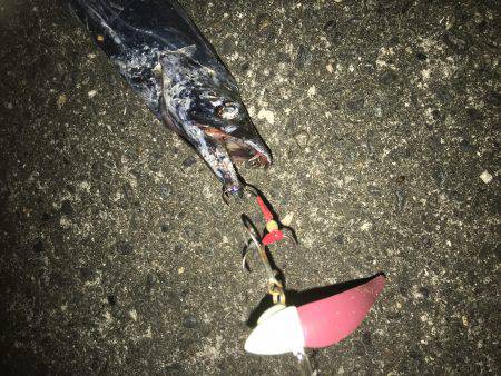 ケイムラピンクファントムは魚種限定解除!?