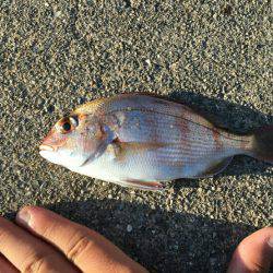 三重南部釣（調）査 2回目