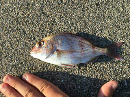 三重南部釣（調）査 2回目