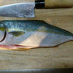 朝イチ 青物狙い。 久々に釣れました